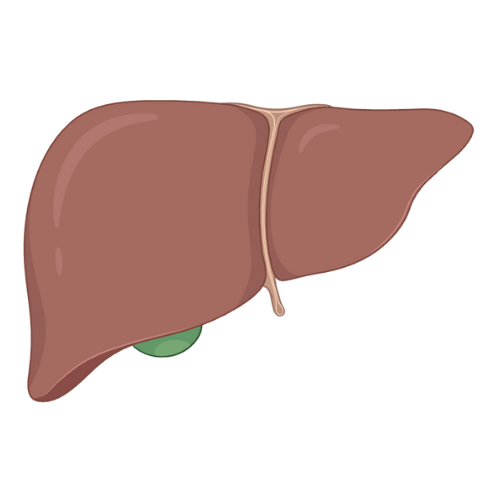 Toxin & Detoxification Markers