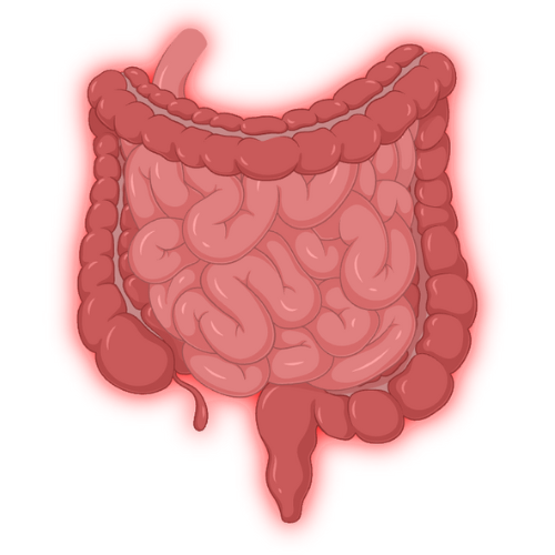 Malabsorption & Dysbiosis Markers