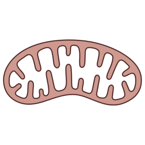 Cellular Energy & Mitochondrial Markers