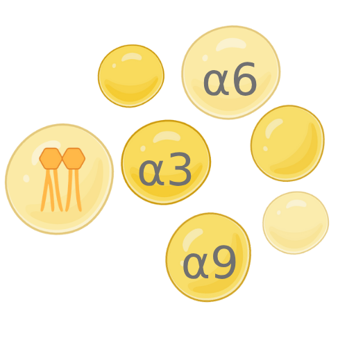 Fatty Acids