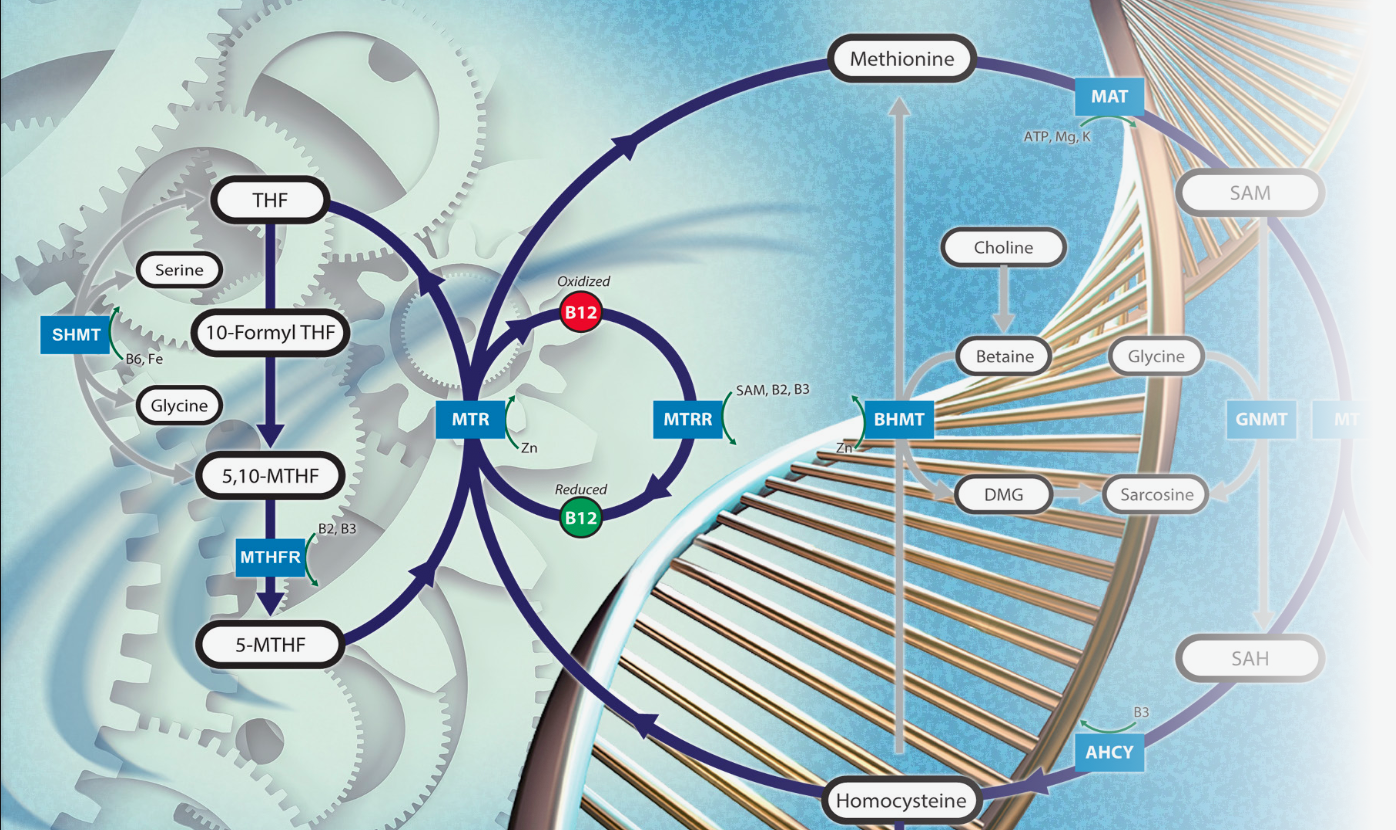 Biochemical pathway supporting NutraCoreX™ interpretation
